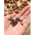 Hibiscus sabdariffa Seeds For planting